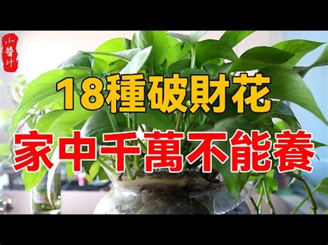 假植物風水ptt|風水禁忌｜客廳擺假花原來係大忌！5個植物風水禁忌+